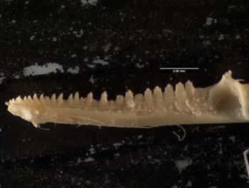Media type: image;   Herpetology R-161972